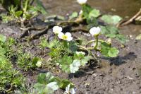 Ranunculus peltatus
