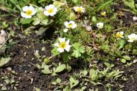 Ranunculus peltatus
