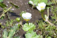 Ranunculus peltatus