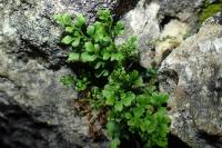 Asplenium ruta-muraria
