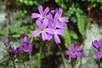 Erinus alpinus