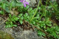 Erinus alpinus