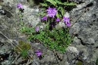Erinus alpinus