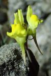 Linaria supina
