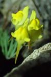Linaria supina