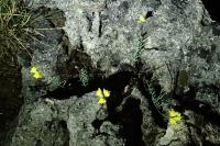 Linaria supina