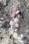 Clypeola jonthlaspi