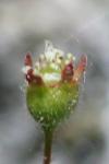 Saxifraga tridactylites