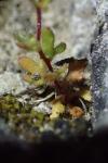 Saxifraga tridactylites