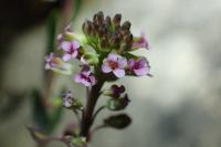 Aethionema saxatile