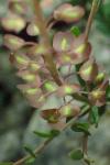 Aethionema saxatile