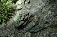 Aethionema saxatile