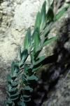 Aethionema saxatile