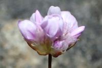 Armeria girardii
