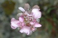 Armeria girardii