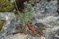 Armeria girardii