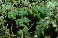Sedum dasyphyllum
