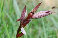 Serapias vomeracea