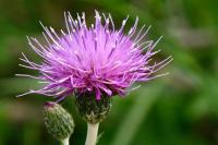 Cirsium dissectum