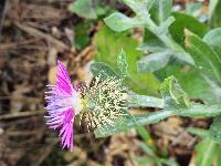Centaurea sphaerocephala subsp. sphaerocephala