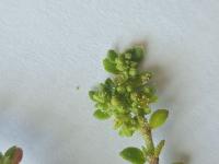 Herniaria ciliolata