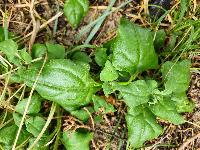 Tetragonia tetragonoides