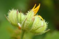Calendula arvensis