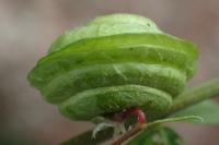 Medicago orbicularis
