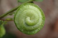 Medicago orbicularis