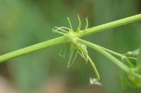 Medicago orbicularis