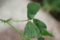 Medicago orbicularis