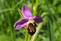 Ophrys apifera