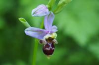 Ophrys scolopax