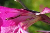 Gladiolus communis