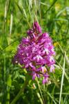 Anacamptis pyramidalis