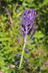 Muscari comosum