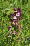 Orchis purpurea