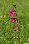 Gladiolus communis