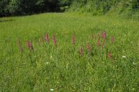 Gladiolus communis