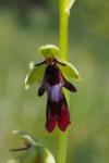 Ophrys insectifera