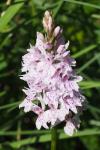 Dactylorhiza fuchsii