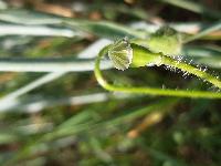 Papaver rhoeas