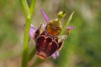 Ophrys scolopax