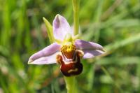 Ophrys apifera
