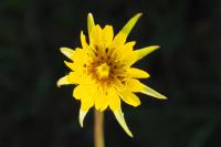 Tragopogon pratensis