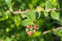 Coriaria myrtifolia
