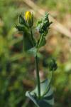 Blackstonia perfoliata