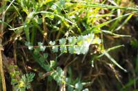 Poterium sanguisorba