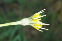 Tragopogon pratensis