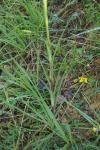 Tragopogon pratensis